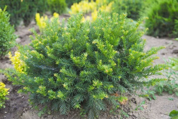 Taxus baccata Repandens