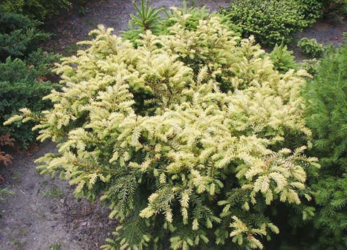 Taxus baccata Elegantissima