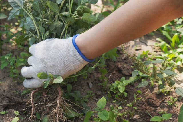 Ручная прополка