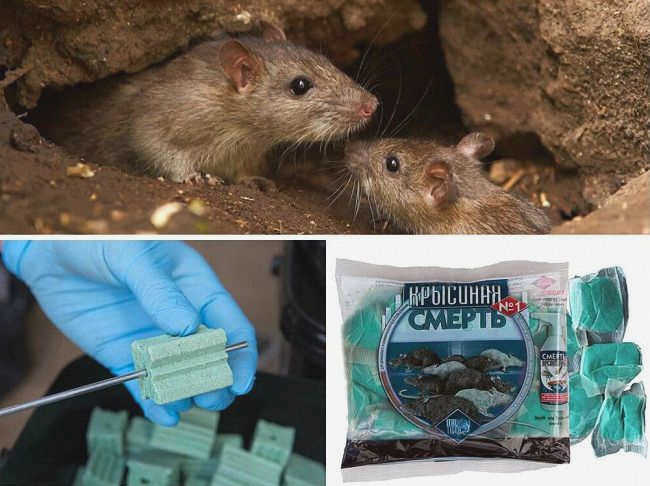 Мышь в ловушке