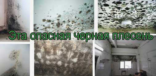 Грибок и плесень на бетоне