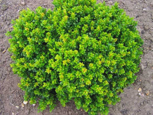 Berberis kobold