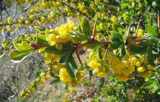 Berberis vulgaris Aureomarginata