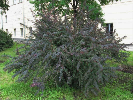Berberis vulgaris Atropurpurea