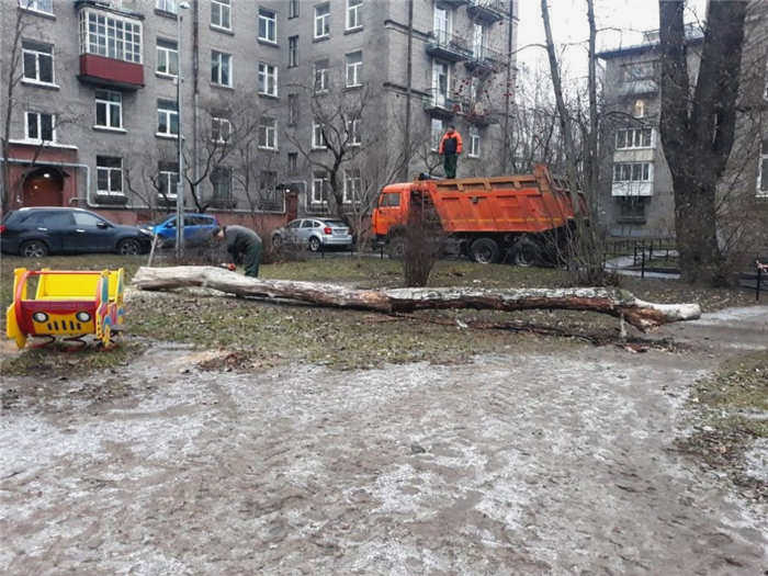 Основные правила обрезки деревьев