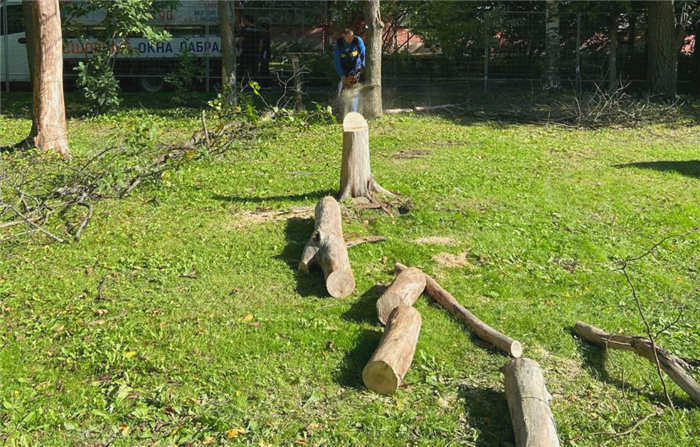 Штраф за вырубку дерева в городе, лесу или на собственной территории