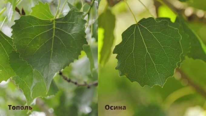 Сравнение листьев осины и тополя