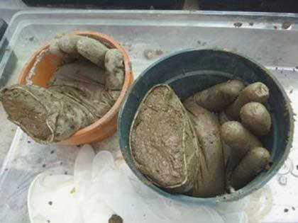Сад из глины и грога
