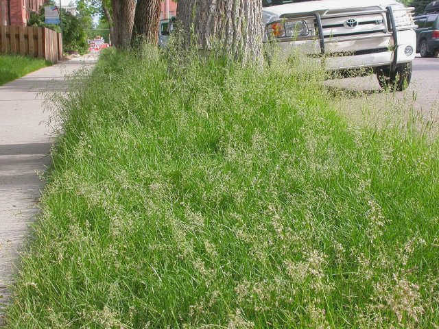 Газонная трава
