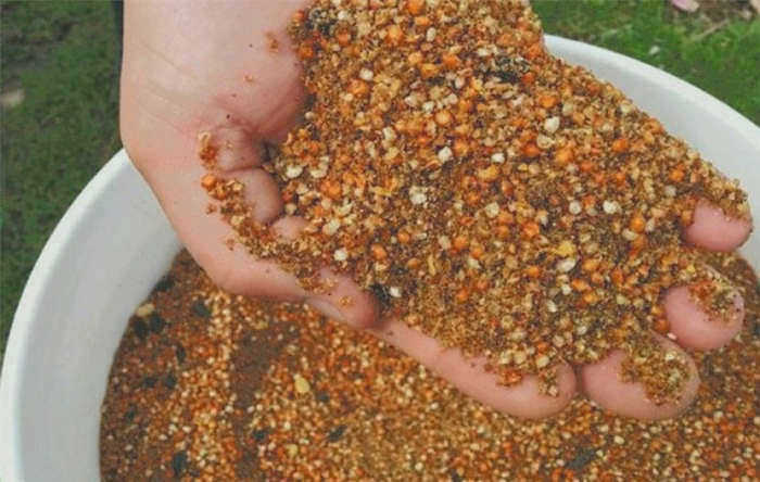 Куры-несушки, содержащиеся в птичнике без отопления зимой