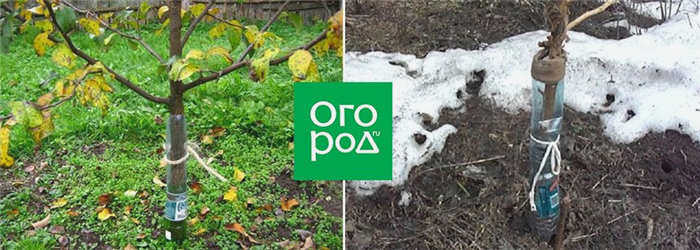 Борьба с грызунами