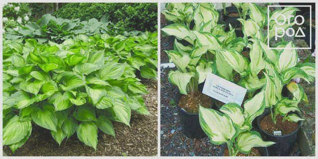 Хоста персиколистная (Hosta ventricosa) cv. Acrea-Masculata