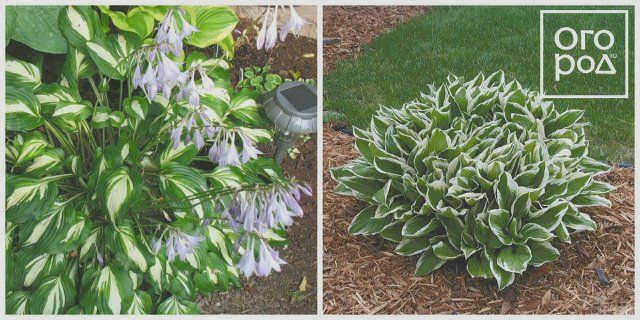 Хоста волнистолистная (Hosta undulata)