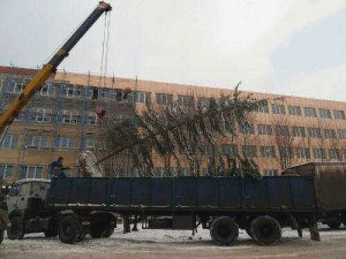Когда лучше всего пересаживать сосну из леса. Правильный уход после посадки 13