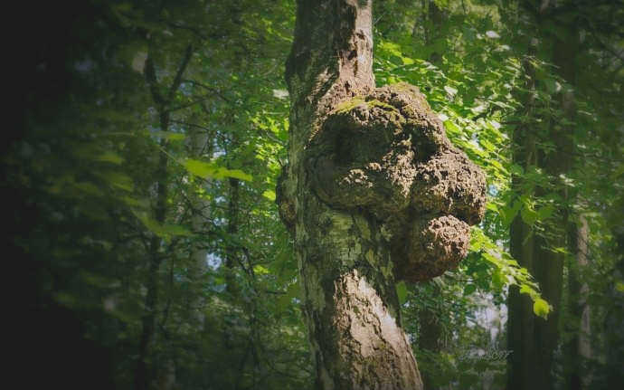 Наросты на березе - кап