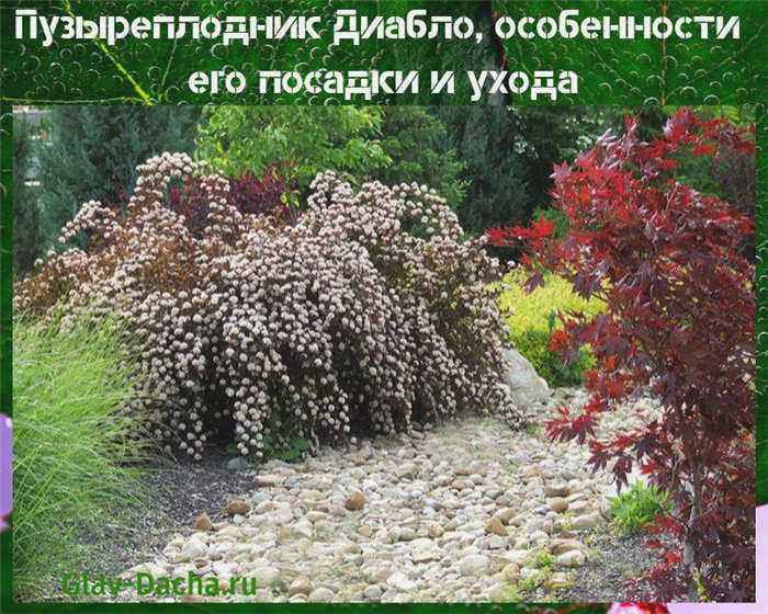 Дьявольский пузырь