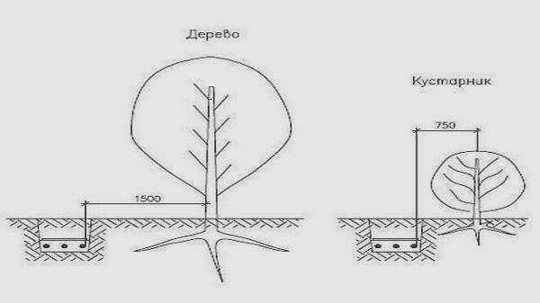 Если присутствуют более крупные растения, их следует избегать.