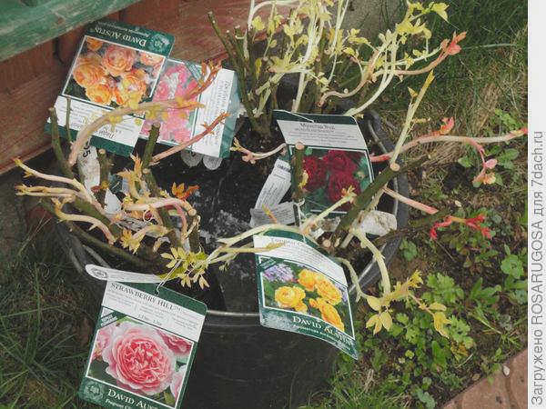 Замочите саженцы в растворе "Корневина" на ночь. Фото автора