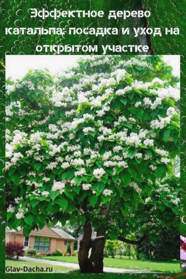 Посадка и уход за деревьями катальпы