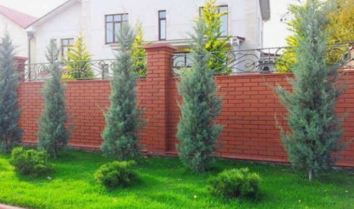 Туя