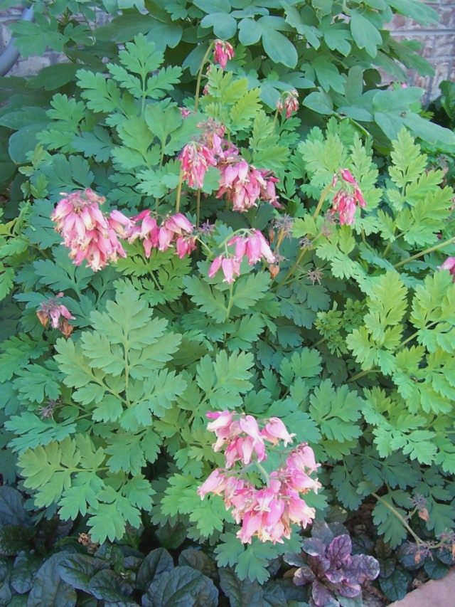 Dicentra eximia