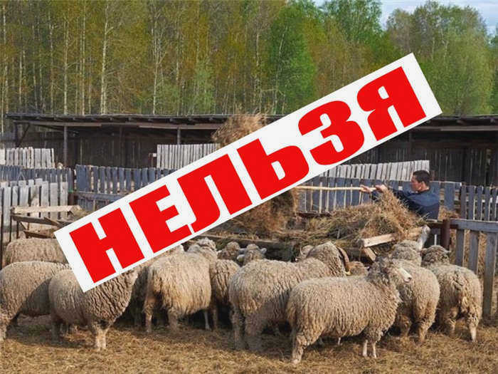Закон запрещает содержать на земельном участке любую вспомогательную недвижимость. Коллаж: СОЦИАЛЬНЫЙ МИР