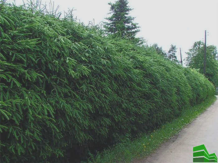 живая изгородь