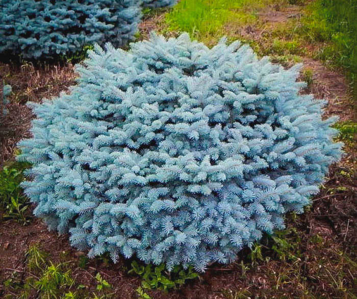 Ель обыкновенная Glauca globosa
