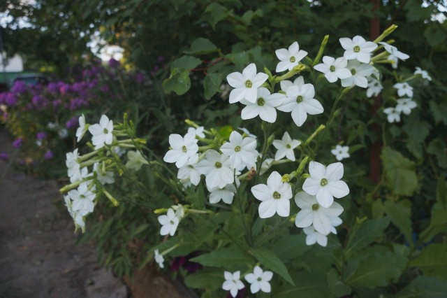 Табакасум (Nicotiana suaveolens)