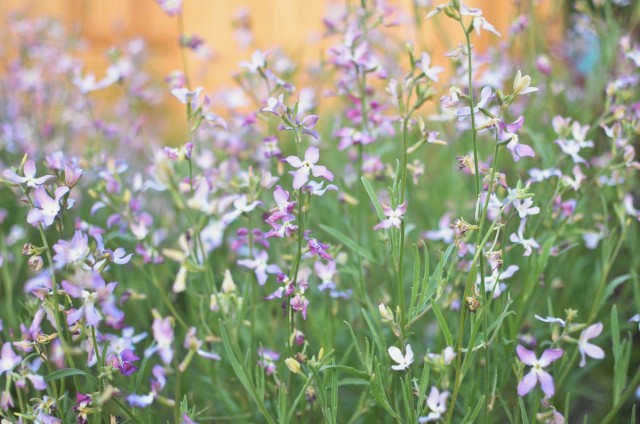 Матиола длиннолистная (Matthiola longifolia, Matthiola longipetala)