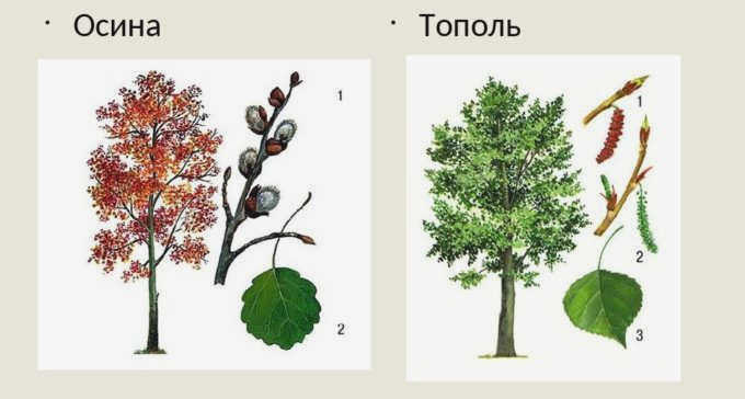 Разница между осиной и тополем