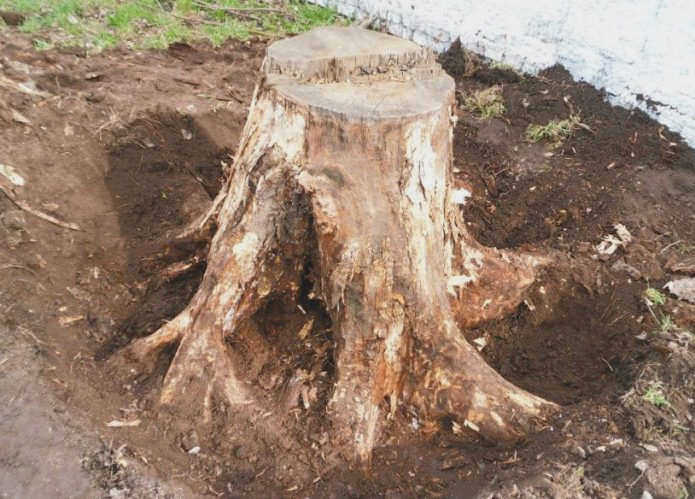 Корень в земле