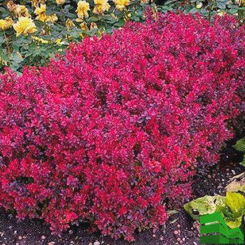 Berberis Thunberg 'Bagatelle'