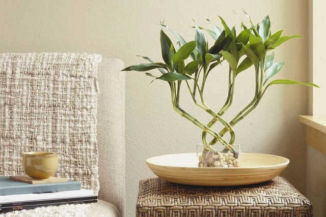 Dracaena sandera, или "счастливый бамбук", или "удачливый бамбук"