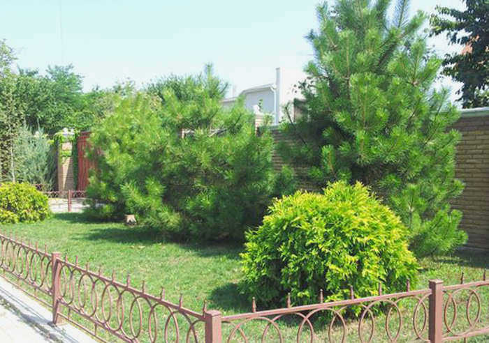 Выращивание сосны