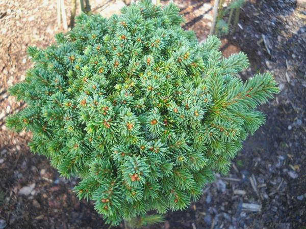 Ель григориана. Фото с сайта conifertreasury.org.