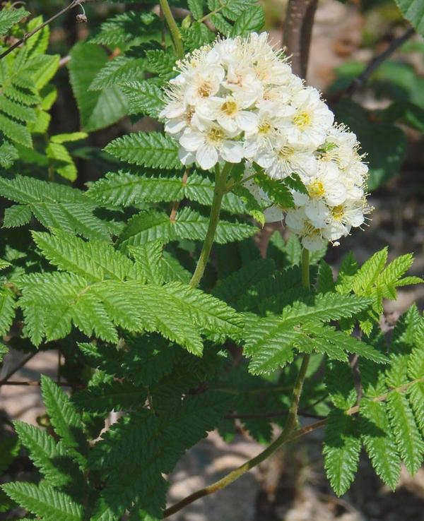 Цветы рябины Палласа. Фото Галины Чулановой с сайта plantarium.ru