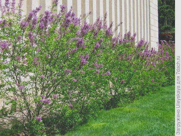 Живая изгородь из бузины, фото автора