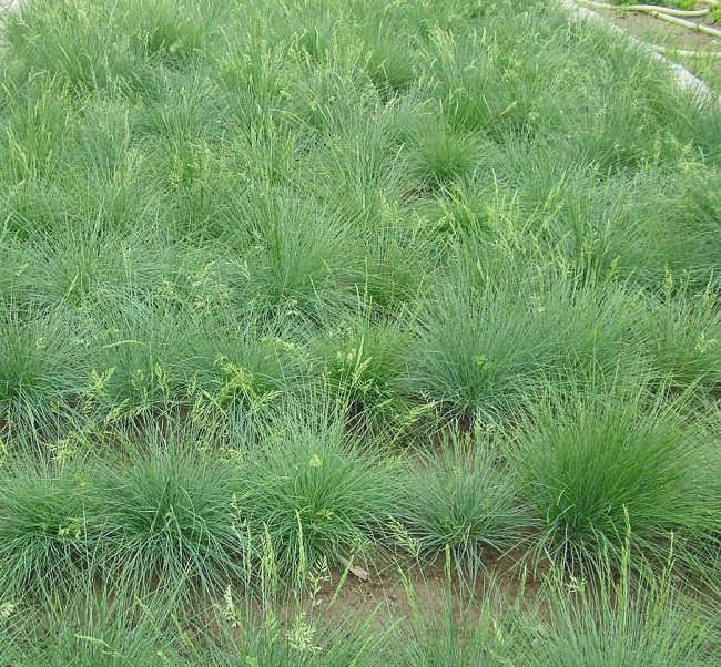 Овсяница красная (Festuca ovina L.)