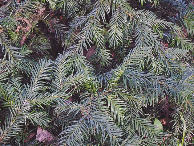 Тис канадский (Taxus canadensis)