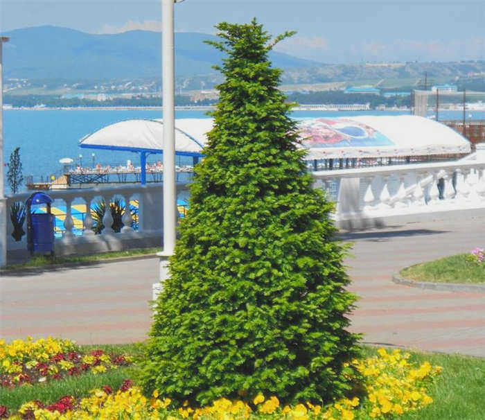 Тис коротколистный: фото и описание