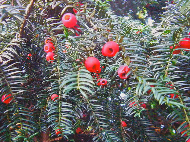 Тис обыкновенный (Taxus baccata).
