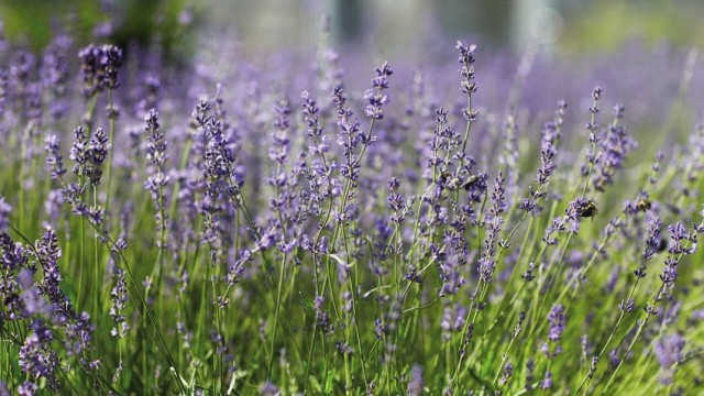 Лаванда во время цветения