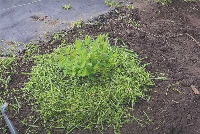 Небольшой кустарник