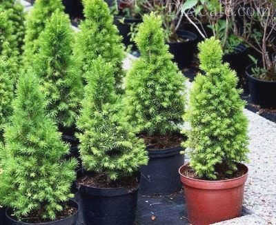 Саженцы Konica glauca