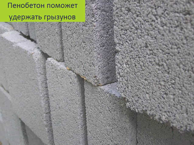 Кусают ли мыши пенопласт: что можно сделать, чтобы защитить его от мышей?