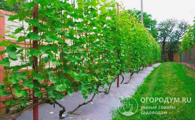 Лучшими видами опор для садовых лоз являются различные типы шпалер.