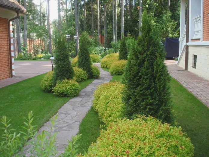 Садовая дорожка с группами хвойных деревьев