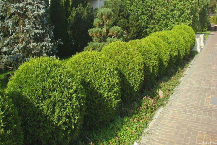 Живая изгородь из коротких округлых туй