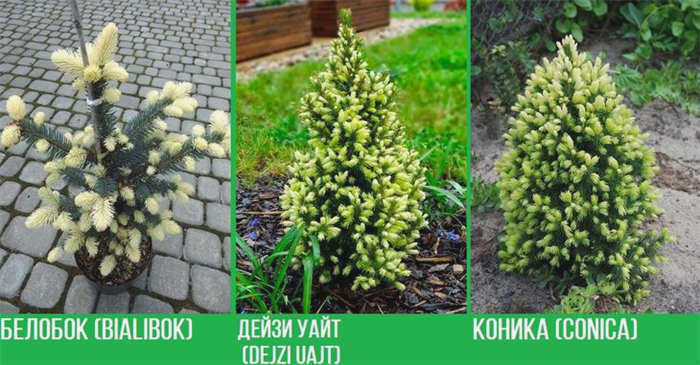 Сорта карликовых елей